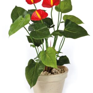 ANTHURIUM De Luxe Rood